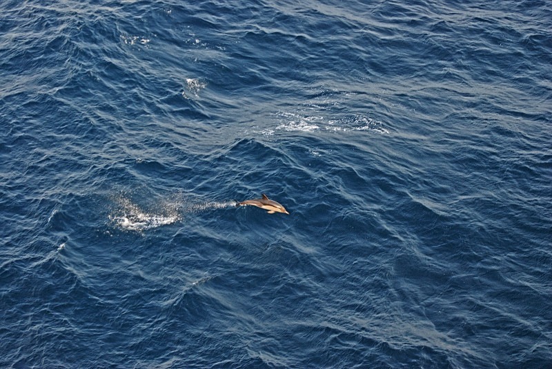 Common Dolphin - Whales and dolphins