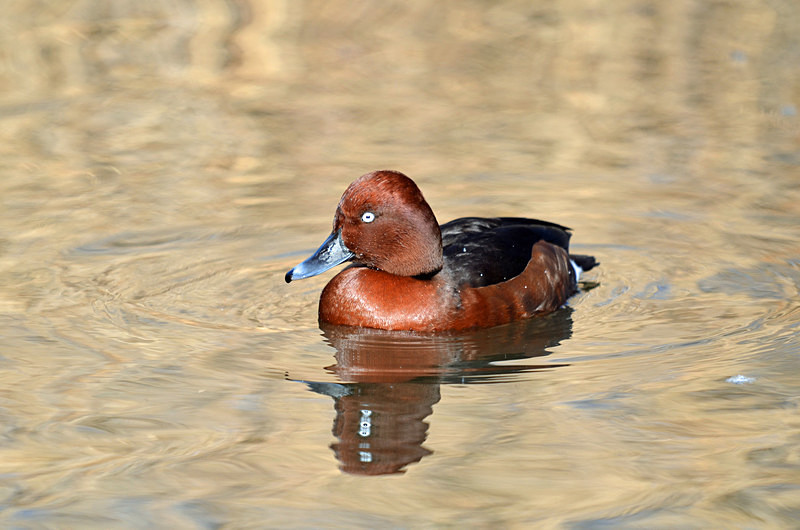 Ferruginous Duck - Diving ducks
