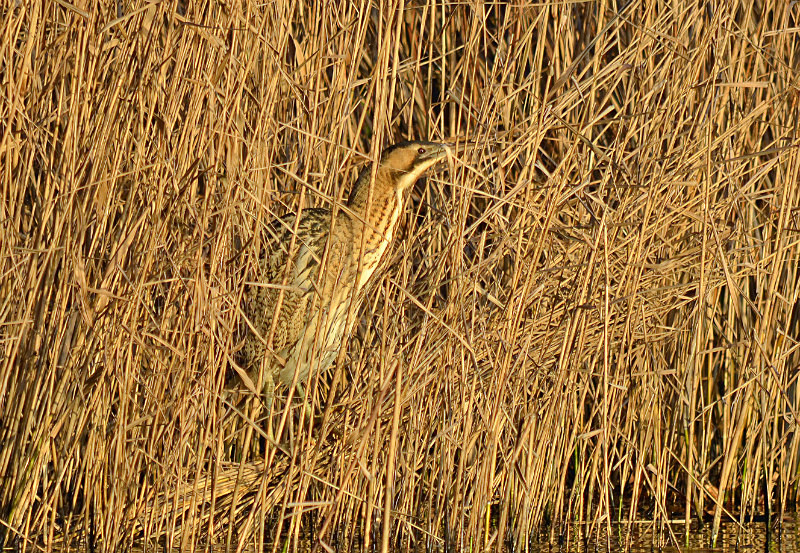 Bittern - Herons and egrets