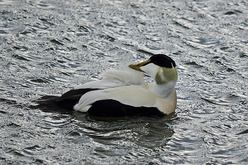 Eider - West Iceland