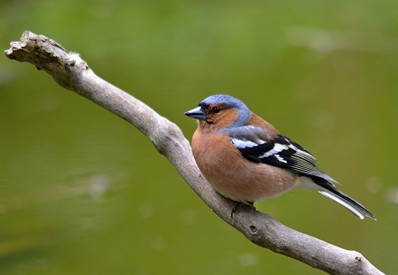 Chaffinch - Finches