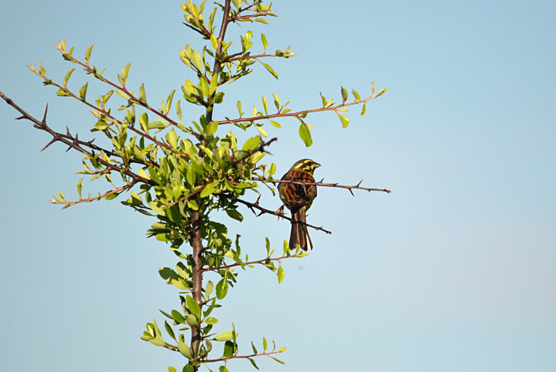 Cirl Bunting - East Macedonia and Thrace