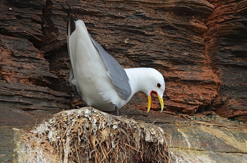 Kittiwake - North Norway