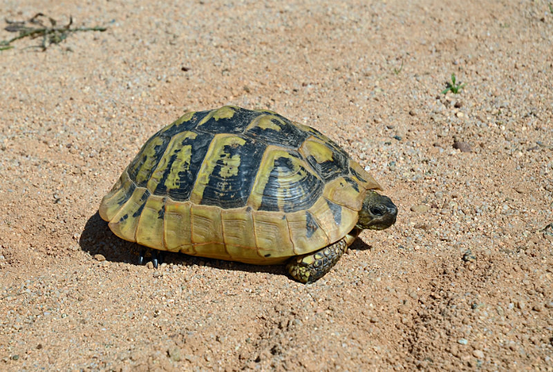 Hermann's Tortoise - West Macedonia