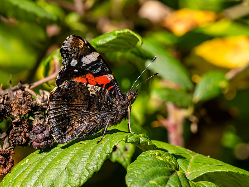 Red Admiral - Latest photos