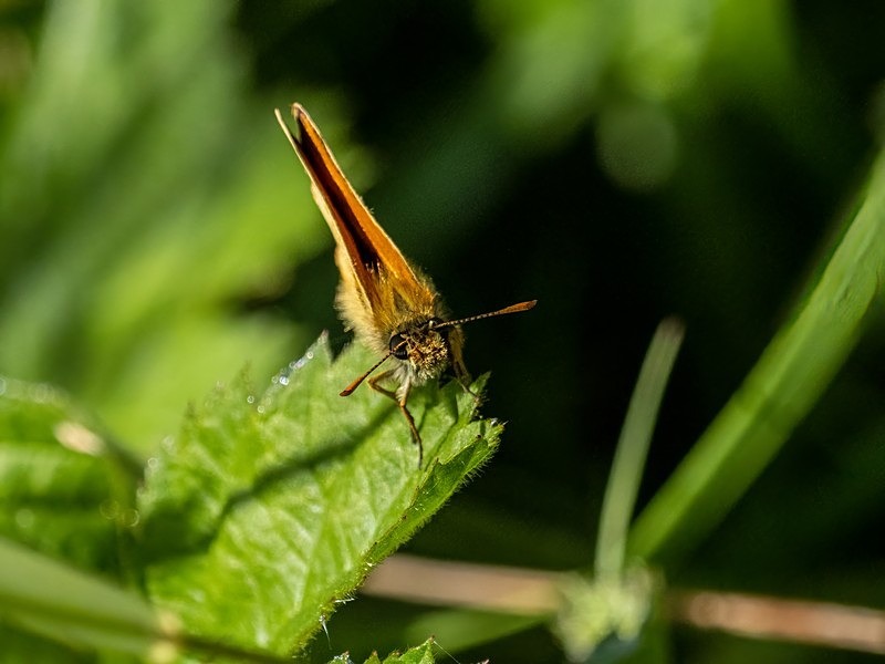Small Skipper - Butterflies