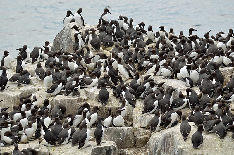 Common Guillemots - Auks