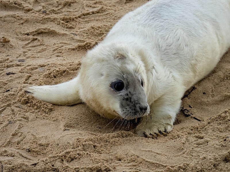 Atlantic Grey Seal - Atlantic Grey Seals