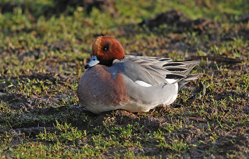 Wigeon - Dabbling ducks