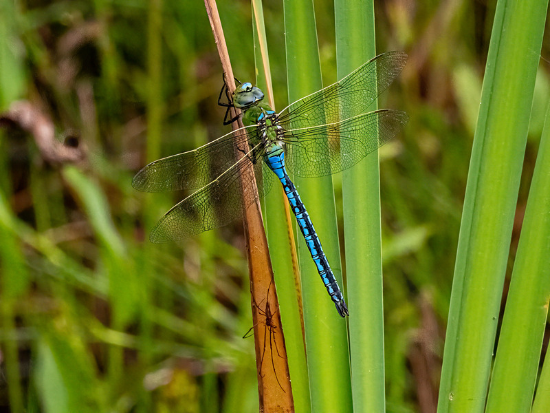 Emperor Dragonfly - Latest photos