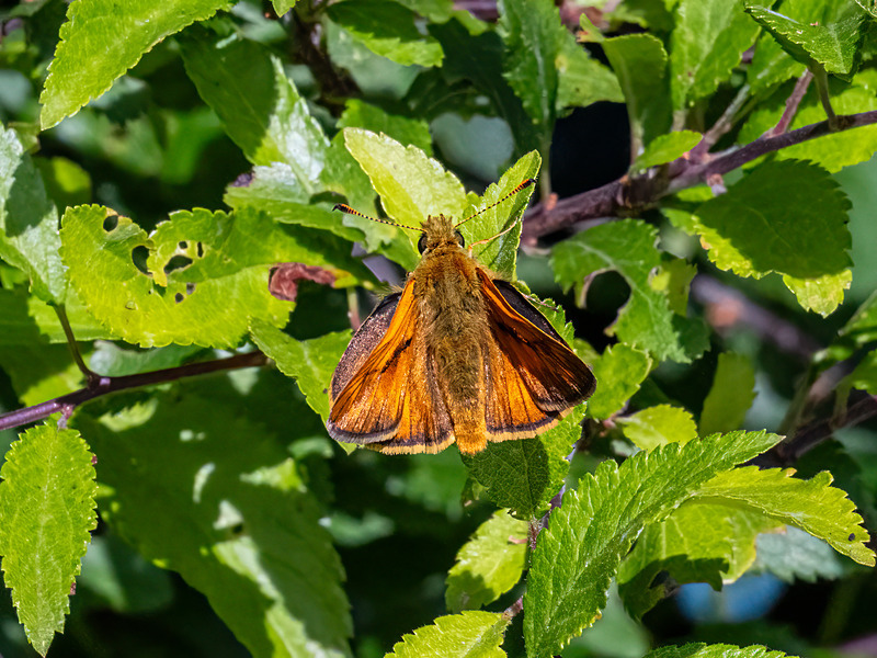 Large Skipper - Latest photos