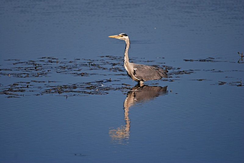Grey Heron - Herons and egrets