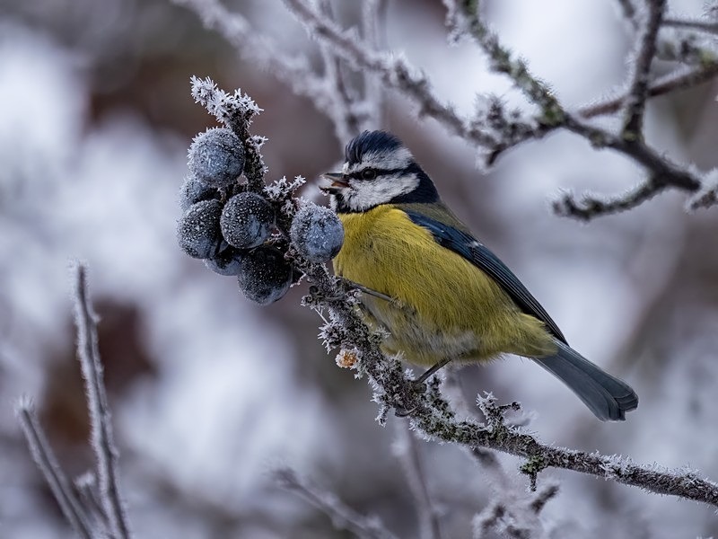 Blue Tit - Tits