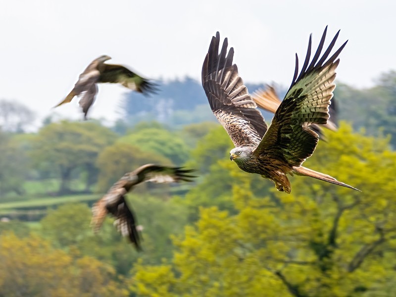 Red Kites - Birds of prey