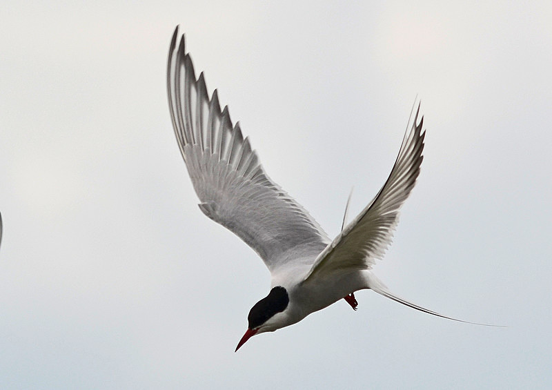 Arctic Tern - Terns