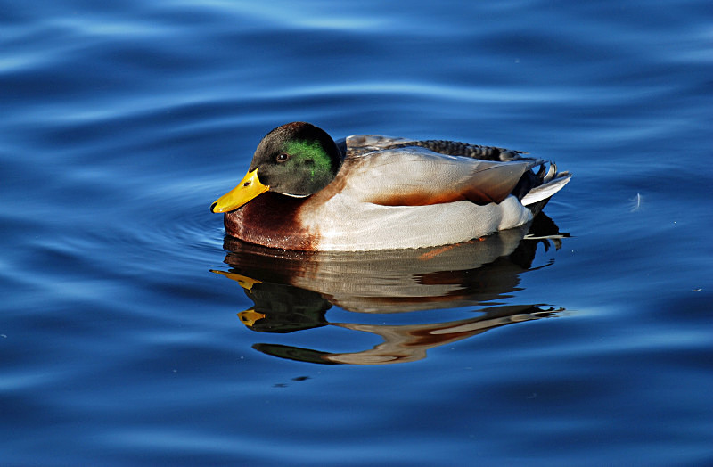 Mallard - Dabbling ducks