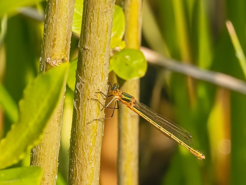 Emerald Damselfly - Dragonflies and damselflies