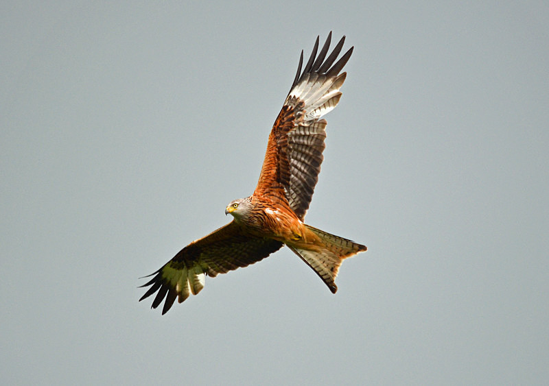 Red Kite - Birds of prey