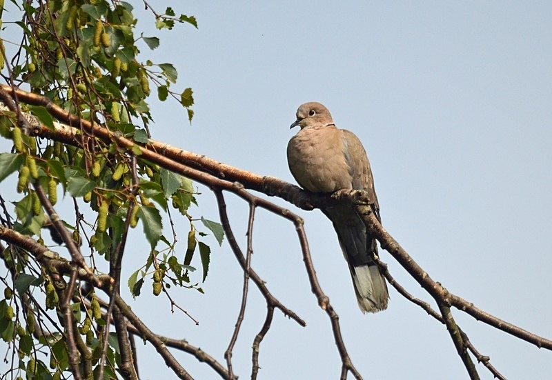 Collared Dove - Pigeons and doves