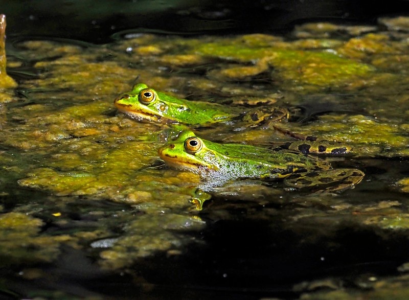 Edible Frogs - Frogs and toads