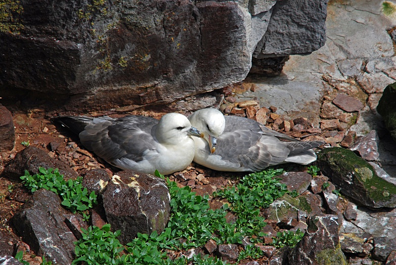 Fulmar - Fulmars