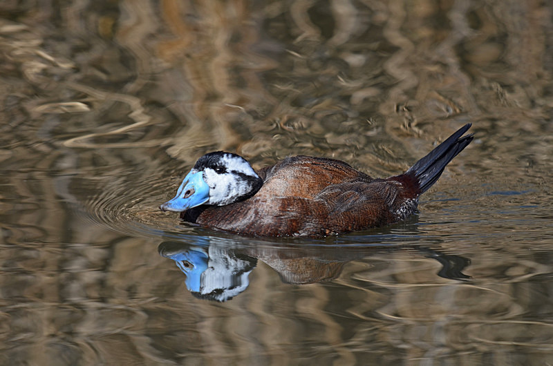 White-headed Duck - Diving ducks