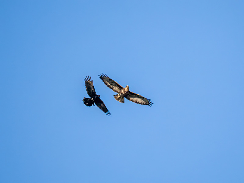 Common Buzzard and Carrion Crow - Latest photos