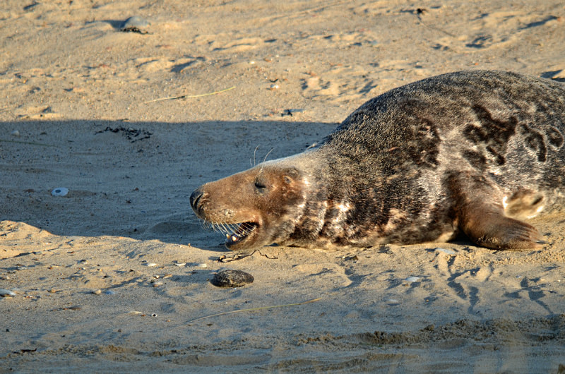 Atlantic Grey Seal - Atlantic Grey Seals