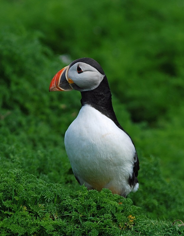 Puffin - Puffins