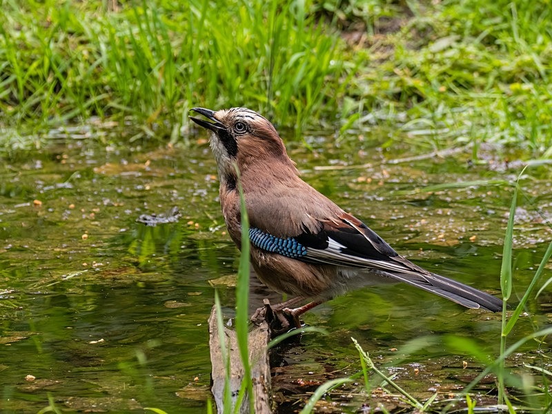Jay - Crows