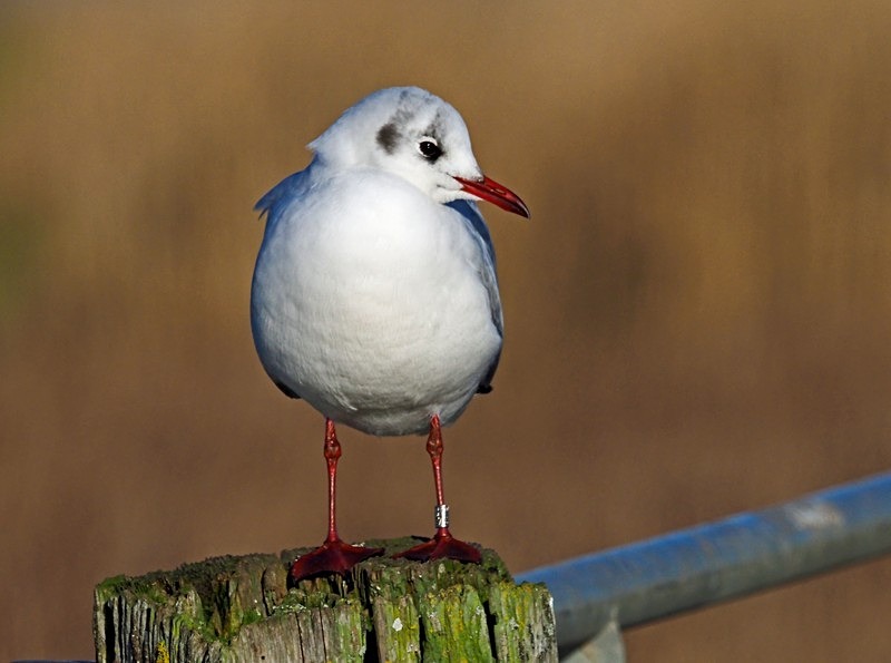 Black-headed Gull - Gulls