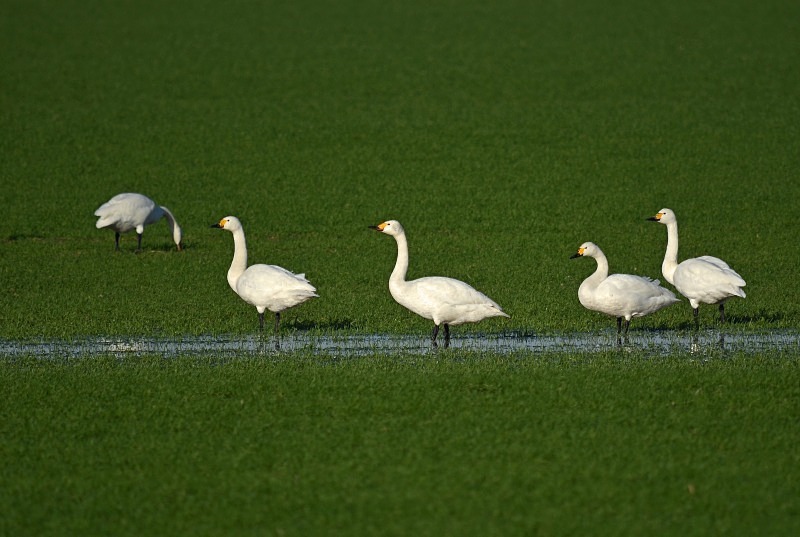 Bewick's Swan - Whooper and Bewick's Swans