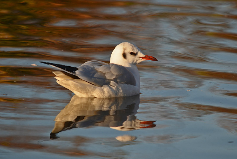 Black-headed Gull - Gulls