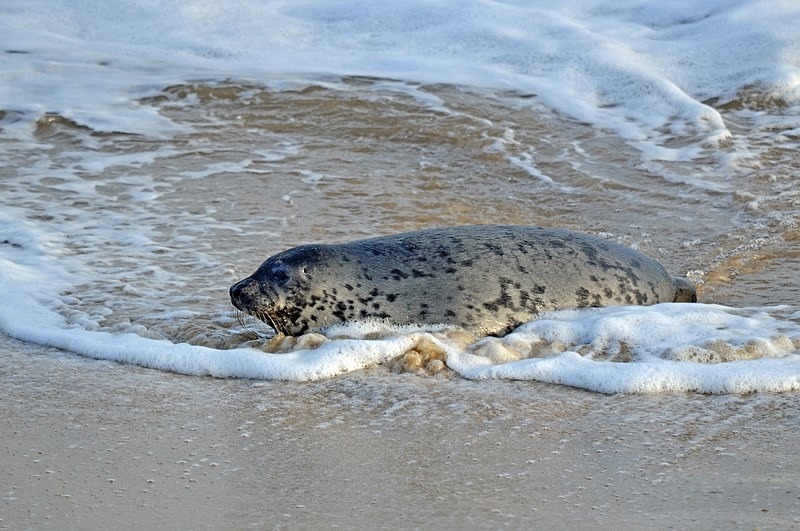 Atlantic Grey Seal - Atlantic Grey Seals