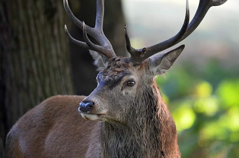Red Deer - Red Deer