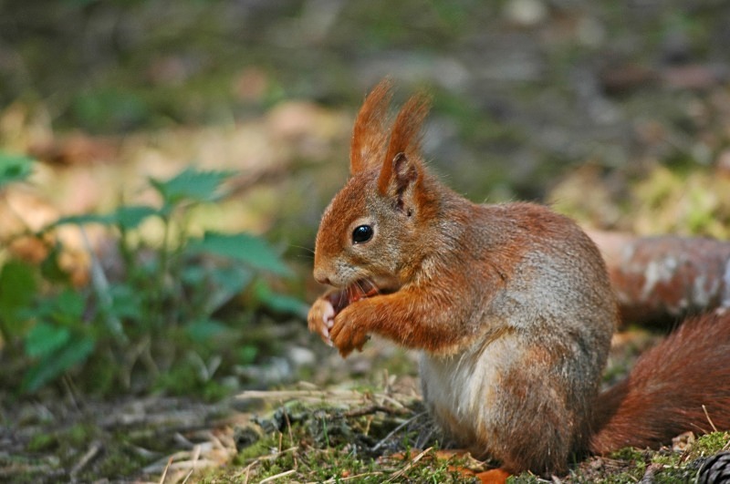 Red Squirrel - Red Squirrels