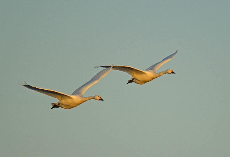 Bewick's Swans - Whooper and Bewick's Swans