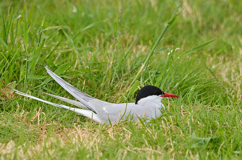Arctic Tern - Terns