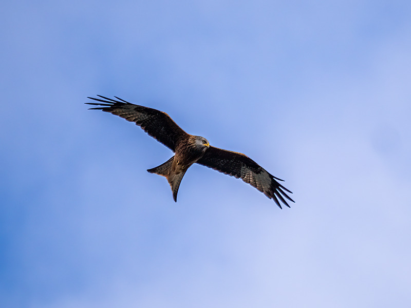 Red Kite - Latest photos