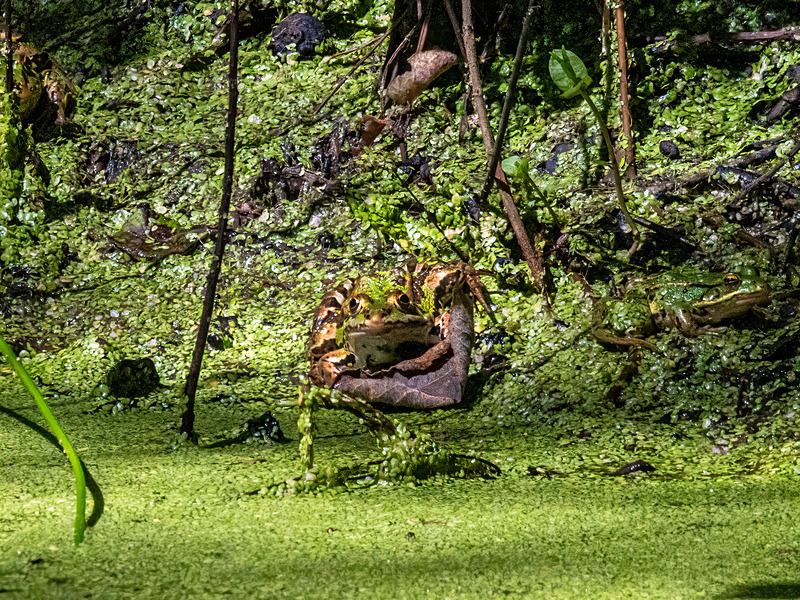 Edible Frog - Latest photos