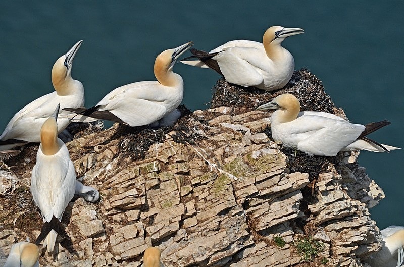 Gannets - Gannets