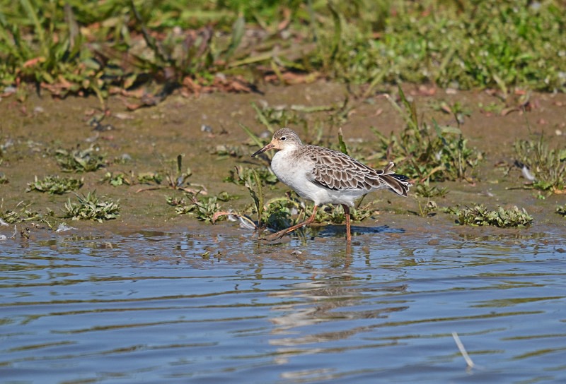 Ruff - Sandpipers