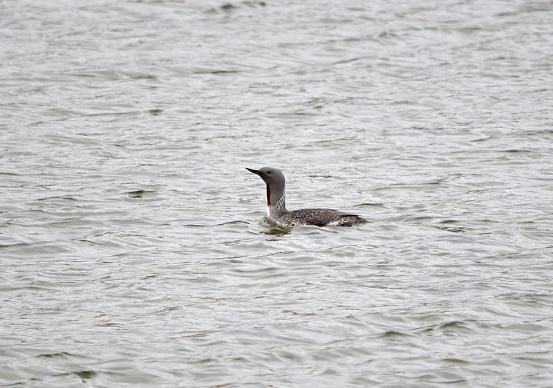 Red-throated Diver - North east Iceland
