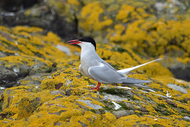 Arctic Tern - Terns