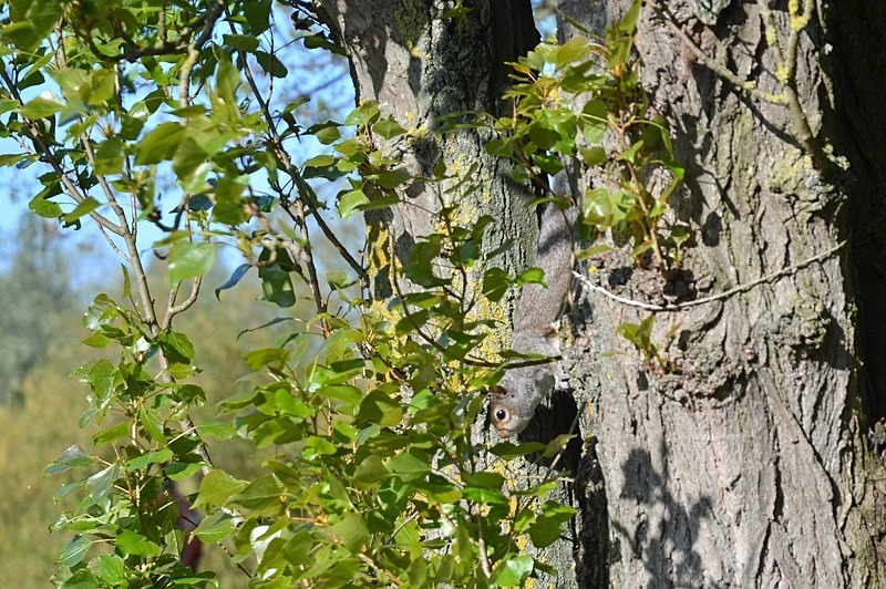 Grey Squirrel - Grey Squirrels