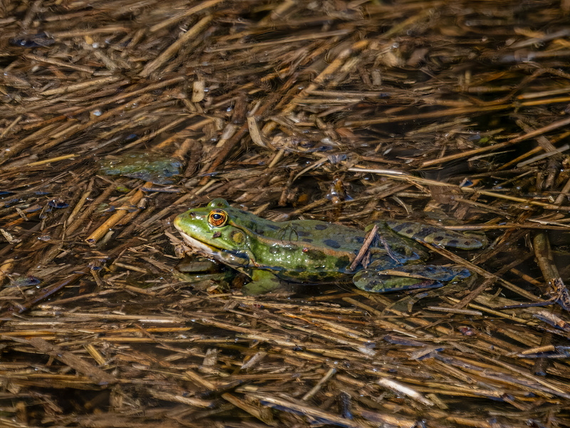 Marsh Frog - Latest photos