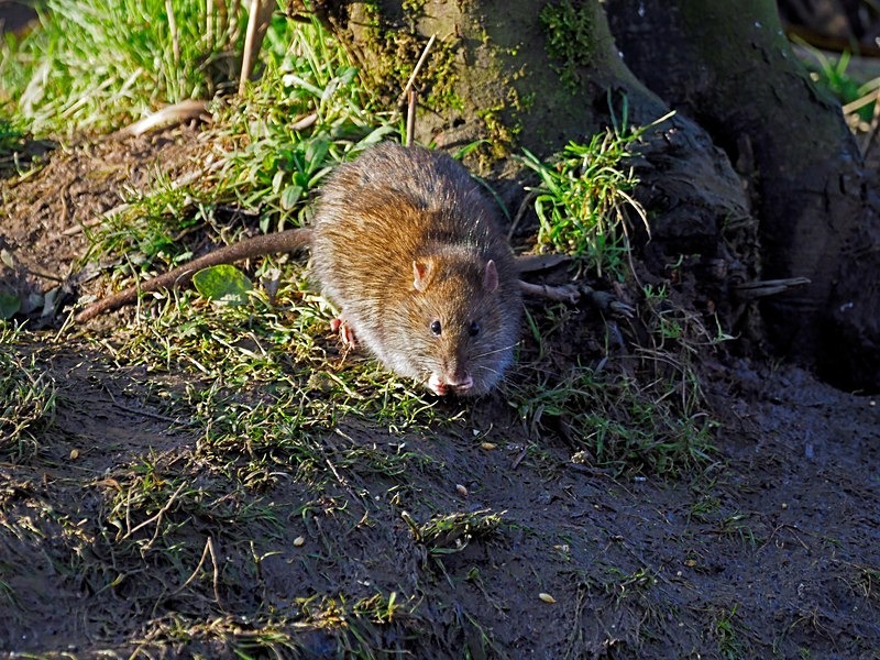 Brown Rat - Other mammals