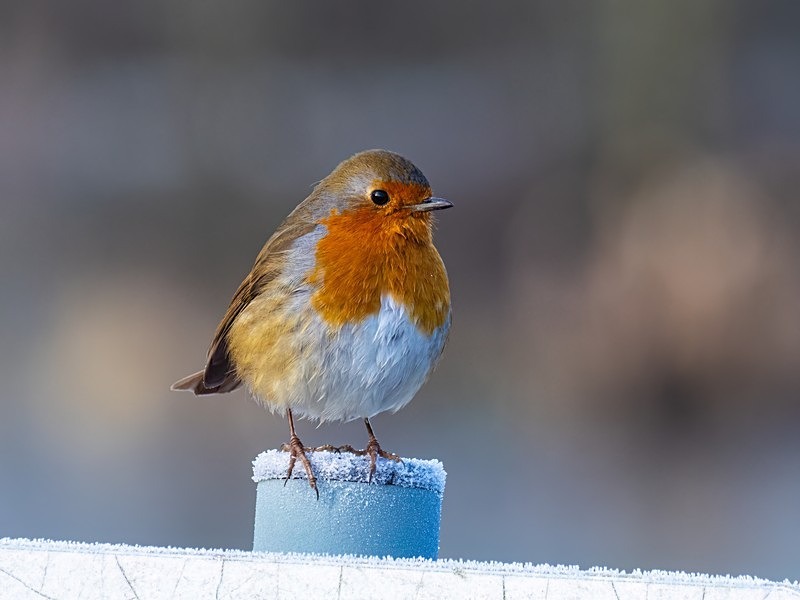 Robin - Robins