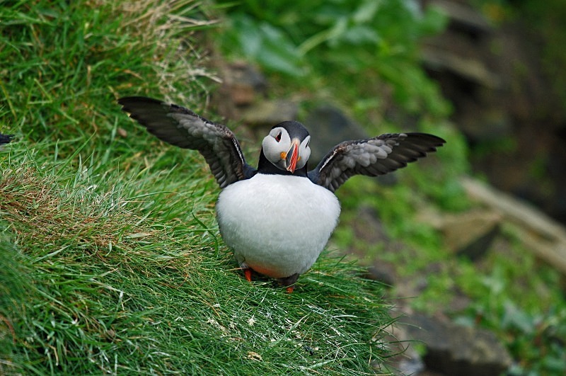 Puffin - Puffins