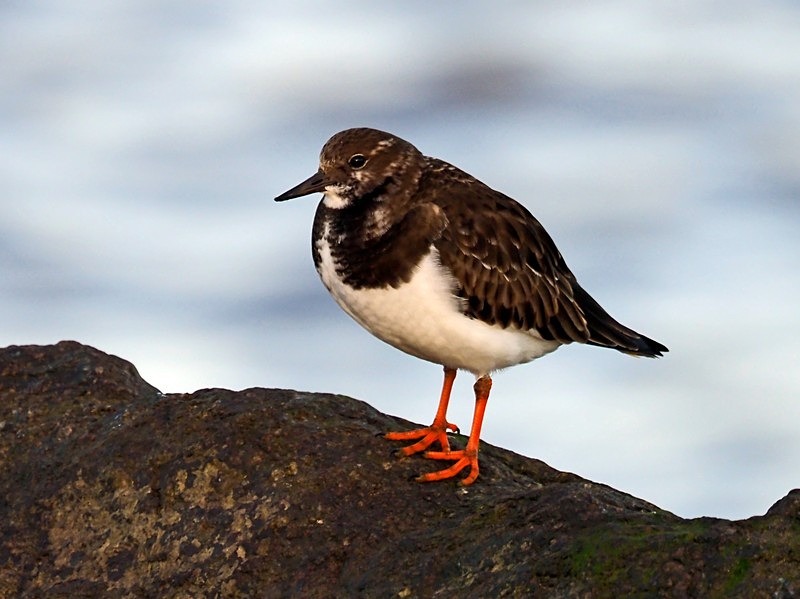Turnstone - Sandpipers